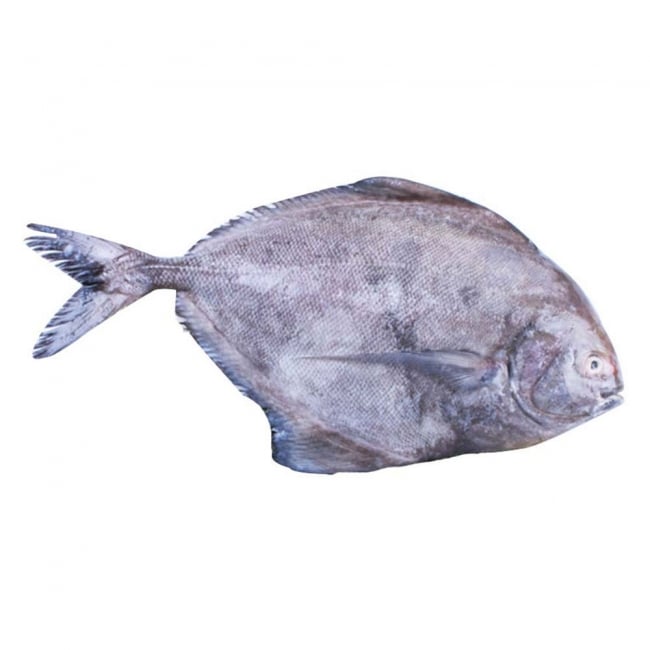 Black Pomfret Fish (Small) 1KG
